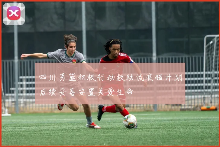 四川男篮积极行动救助流浪猫计划后续妥善安置关爱生命